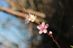 Prunus pogonostyla