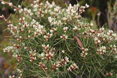 Hakea teretifolia