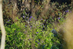 Lycianthes rantonnetii
