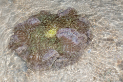 Stichodactyla gigantea