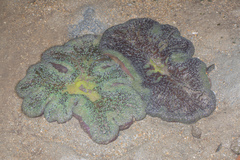 Stichodactyla