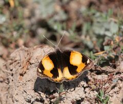 Junonia hierta cebrene
