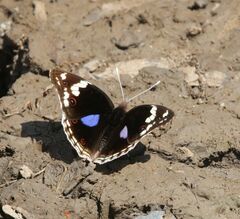 Junonia oenone oenone