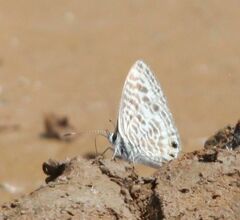 Leptotes pirithous