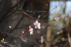 Prunus pogonostyla