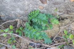 Cirsium japonicum