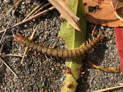 Cormocephalus