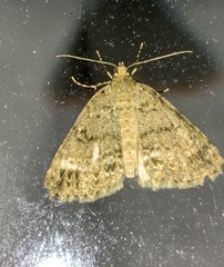 Pseudocoremia indistincta