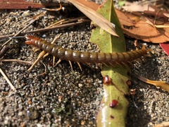 Cormocephalus
