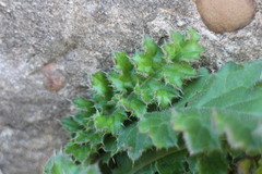 Cirsium japonicum