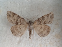 Ascotis fortunata