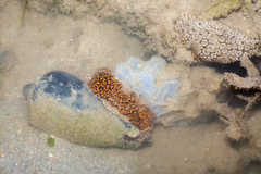 Cymbiola nobilis