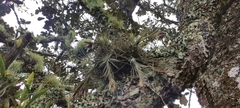 Tillandsia plumosa