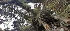 Tillandsia plumosa