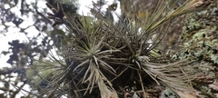 Tillandsia plumosa