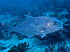 Gnathanodon speciosus