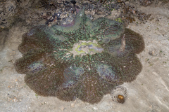Stichodactyla gigantea
