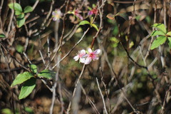 Prunus pogonostyla