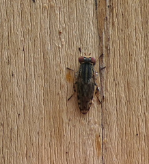 Paroedopa punctigera