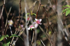 Prunus pogonostyla