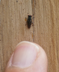 Paroedopa punctigera