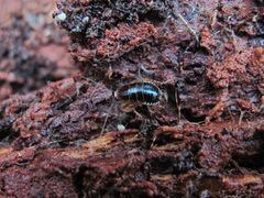 Ectobius sylvestris
