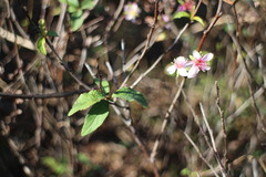 Prunus pogonostyla