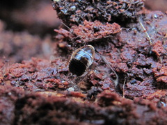 Ectobius sylvestris