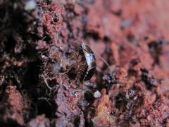 Ectobius sylvestris