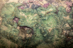 Rhodactis bryoides