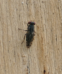 Paroedopa punctigera