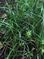 Carex louisianica