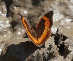 Precis tugela pyriformis