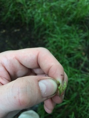 Carex louisianica