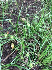 Carex louisianica
