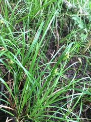Carex louisianica