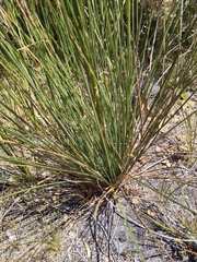 Xanthorrhoea brunonis