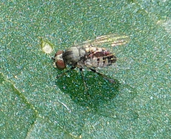 Platypezidae