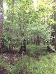 Carex louisianica
