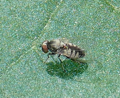 Platypezidae