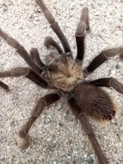 Aphonopelma