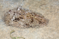 Dolabella auricularia
