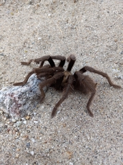 Aphonopelma