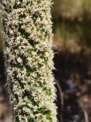 Xanthorrhoea brunonis