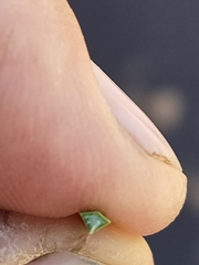 Xanthorrhoea brunonis