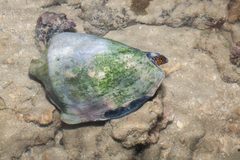 Cymbiola nobilis