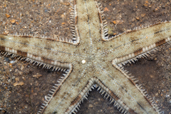 Archaster typicus