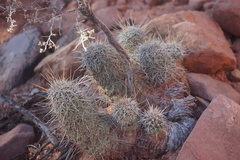 Echinocereus engelmannii fasciculatus