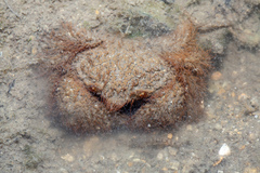 Pilumnus vespertilio