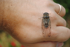 Cicada